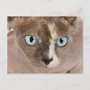Studio-Porträt der Sphynx-Katze Postkarte
