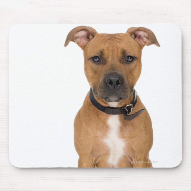 Studio-Porträt des amerikanischen Grubenbullspiele Mousepad (Vorne)