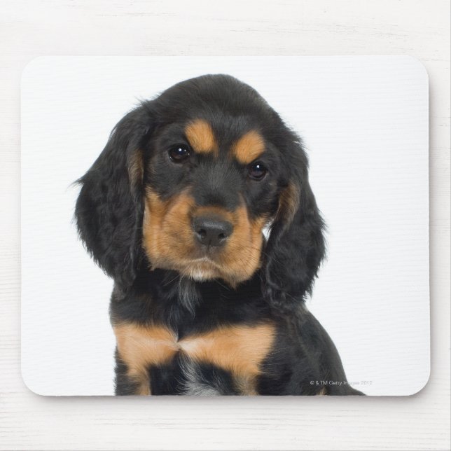 Studio-Porträt des Rottweiler-Welpen Mousepad (Vorne)