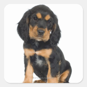 Studio-Porträt des Rottweiler-Welpen Quadratischer Aufkleber