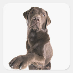 Studio-Porträt von Chocolate Labrador Quadratischer Aufkleber
