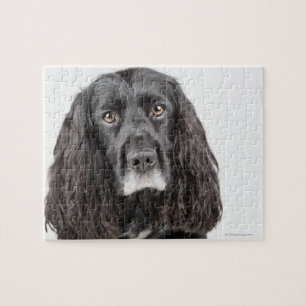 Studio-Porträt von Cocker spaniel