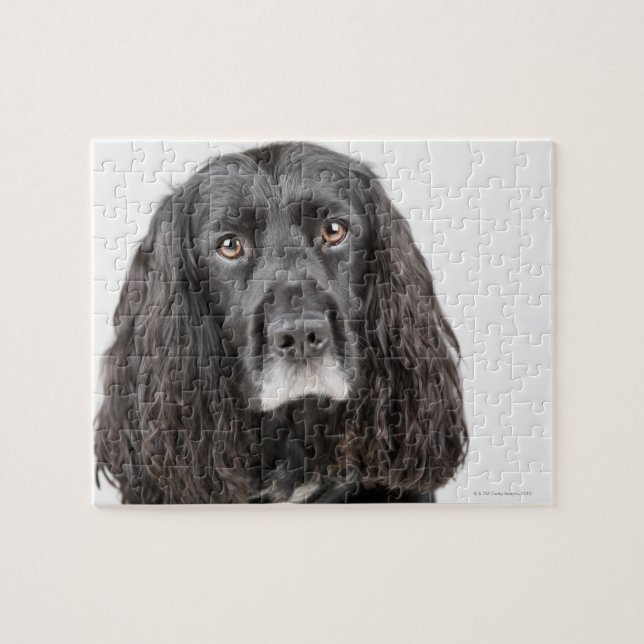 Studio-Porträt von Cocker spaniel (Horizontal)