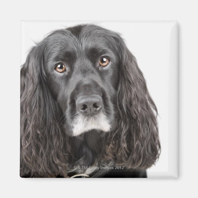 Studio-Porträt von Cocker spaniel Magnet (Vorne)