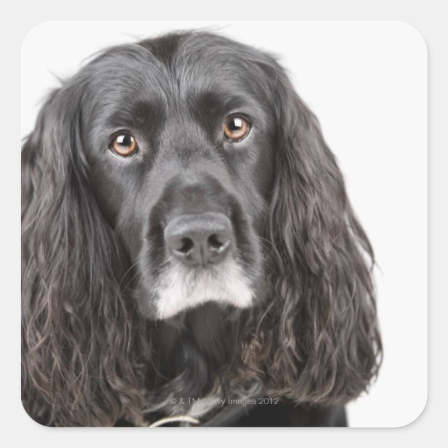 Studio-Porträt von Cocker spaniel Quadratischer Aufkleber (Vorderseite)