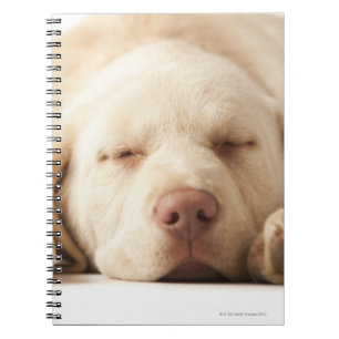 Studio-Porträt von Yellow Labrador Retriever Notizblock