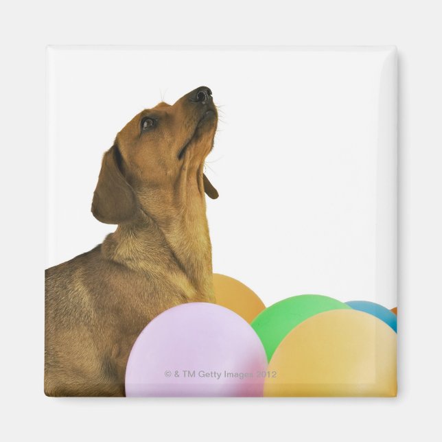 Studio Shot Magnet (Vorne)