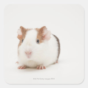Studioaufnahme von Guinea Pig Quadratischer Aufkleber