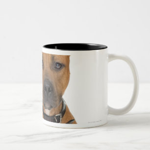 Studioporträt amerikanischen Pitbullwelpen 3 Zweifarbige Tasse
