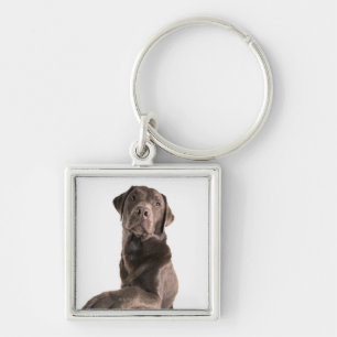 Studioporträt der Schokolade Labrador Schlüsselanhänger
