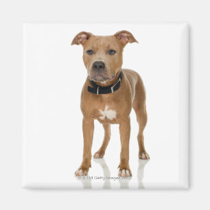 Studioporträt des amerikanischen Pitbullwelpen Magnet