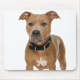 Studioporträt des amerikanischen Pitbullwelpen Mousepad