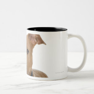 Studioporträt des amerikanischen Pitbullwelpen Zweifarbige Tasse