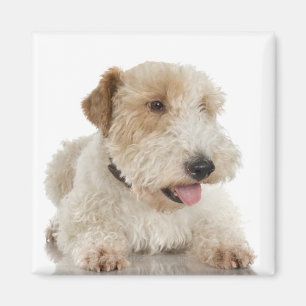 Studioporträt des Wheaten Terrierwelpen Magnet