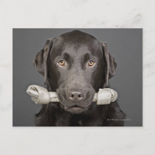 Studioporträt mit Schokoladenlabrador Postkarte