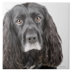 Studioporträt von cocker spaniel fliese