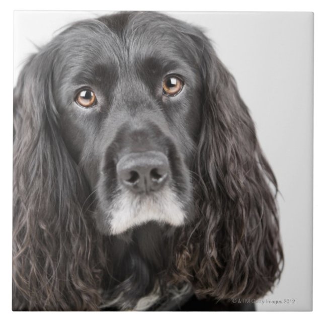 Studioporträt von cocker spaniel fliese (Vorderseite)