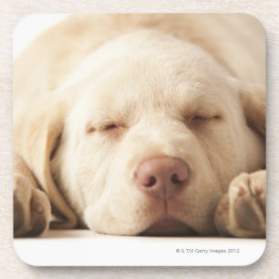Studioporträt von gelbem Labrador retriever Getränkeuntersetzer