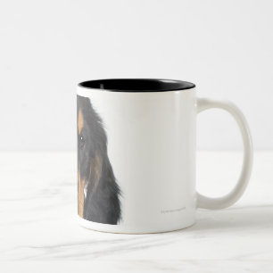 Studioporträt von Rottweiler Welpen Zweifarbige Tasse