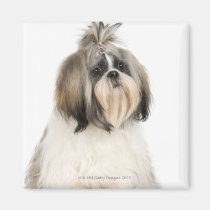 Studioporträt von Shih Tzu Magnet