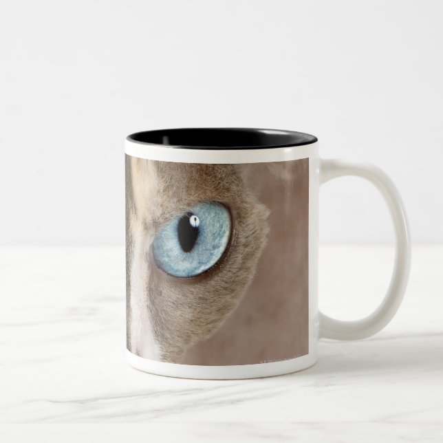 Studioporträt von Sphynx Katze Zweifarbige Tasse (Rechts)