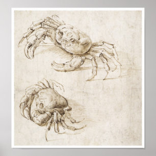 Study of Crab, Leonardo da Vinci Poster