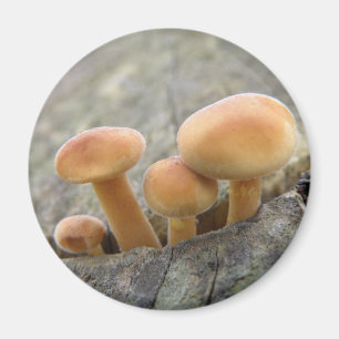 Stühle auf einem Baumstamm-Magnet Magnet