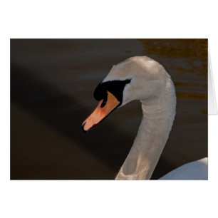 Stummer Schwan