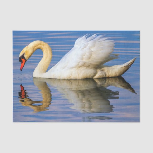 Stummer Schwan, Cygnus olor Seidenpapier (Vorderseite)