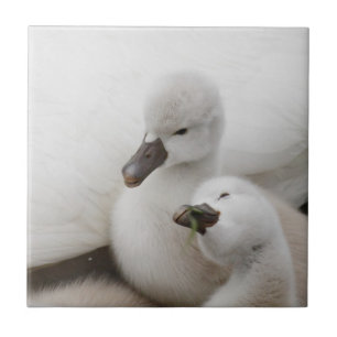 Stummer SchwanCygnets Fliese