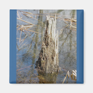 Stump in Pond Magnet