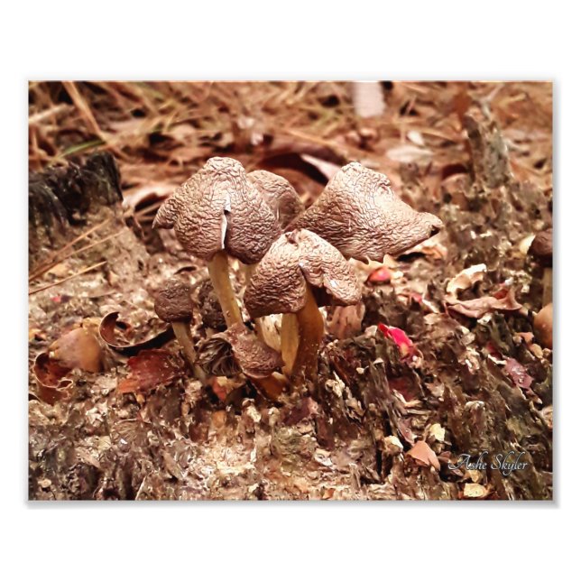 Stump Mushrooms Fotodruck (Vorne)