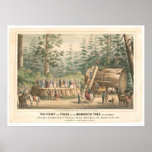 Stump of the Mammoth Tree of Calaveras (0977A) Poster
