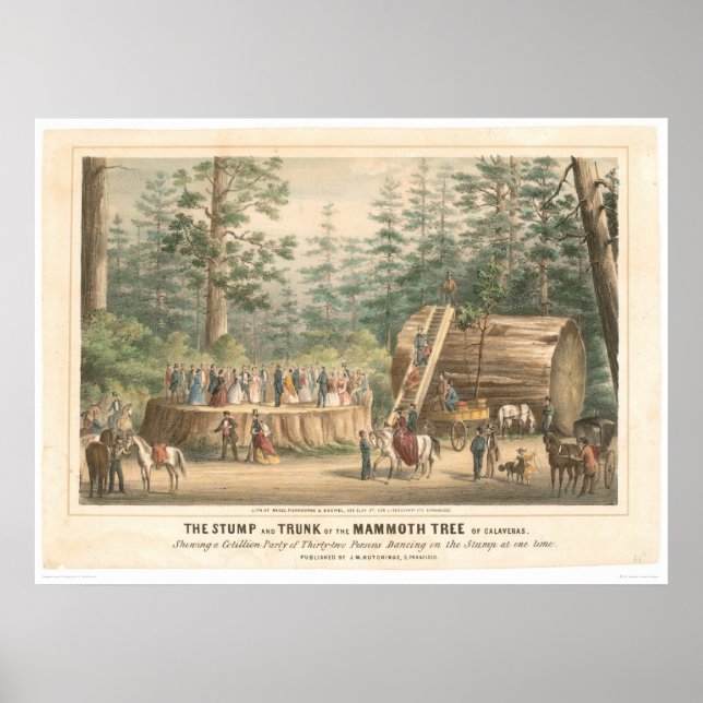 Stump of the Mammoth Tree of Calaveras (0977A) Poster (Vorne)