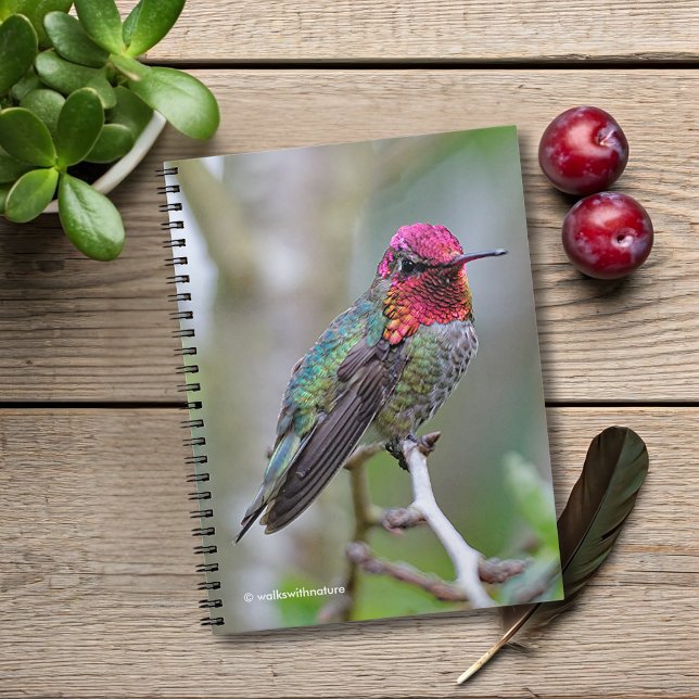 Stunning Male Anna's Hummingbird on the Plum Tree Notizblock (Stunning Anna's Hummingbird on the Plum Tree Journal Cover Photo)