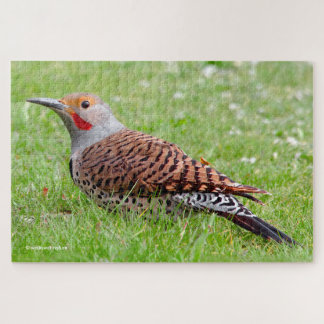 Stunning Northern Flicker Foraging in the Grass