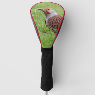 Stunning Northern Flicker Foraging in the Grass Golf Headcover