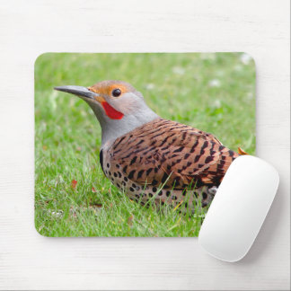 Stunning Northern Flicker Foraging in the Grass Mousepad