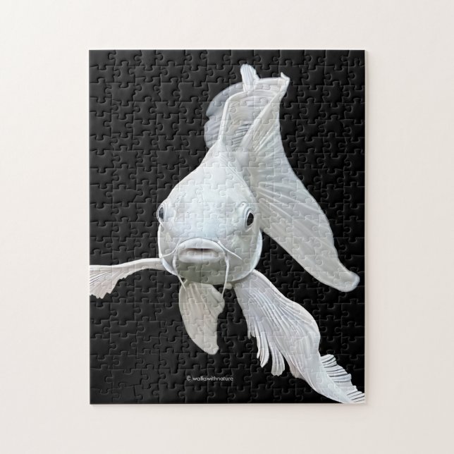 Stunning Platinum Butterfly Koi Carp (Vertikal)