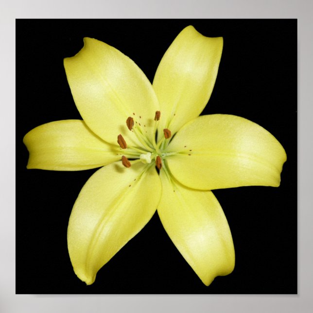 Stunning Yellow Lily Poster (Vorne)