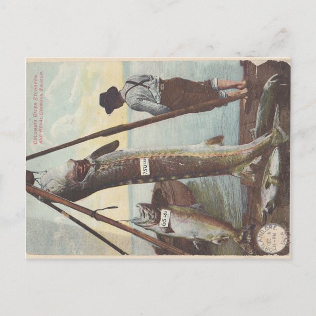 Sturgeon & Lachs Fangkarte Postkarte (Vorderseite)