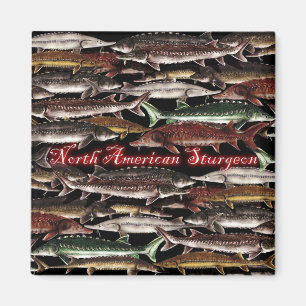 Sturgeon Magnet - Esturgeon nord-américain