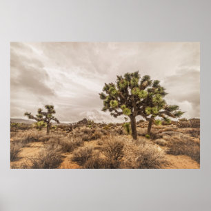 Sturm, der an Joshua-Baum sich nähert Poster