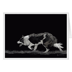 Sturm der Grenzkollie