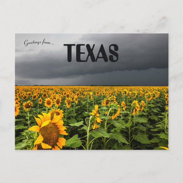 Sturm, der über ein Feld von Sonnenblumen in Texas Postkarte (Vorderseite)