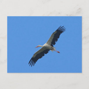 Sturm im Flug Postkarte