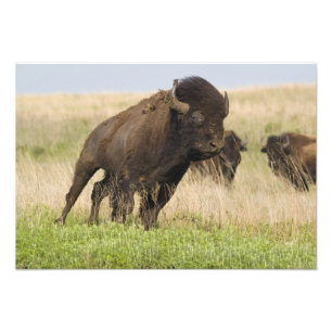 Stürmischer junger Bison-Bulle im Tallgrass Fotodruck
