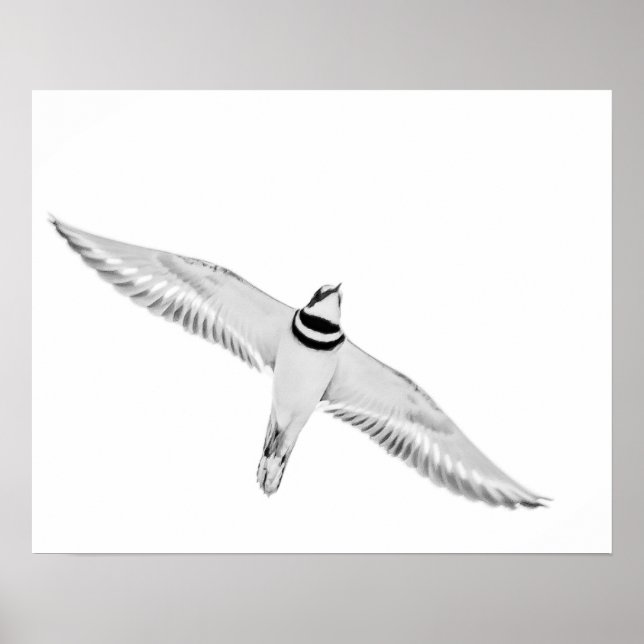 Stürmischer Killdeer Poster (Vorne)