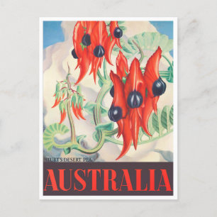 Sturt Desert Pea Australia Vintage Reise Postkarte