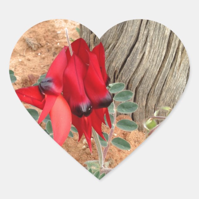 Sturt's Desert Pea autocollant coeur (Devant)